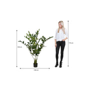 Fish tail Palm Artificial Plant in Pot - H150 x Ø100 cm - Green