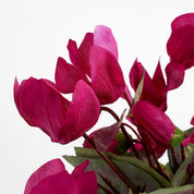 Artificial Cyclamen Plant in Flower Pot Stan - H30 x Ø30 cm - Dark Pink