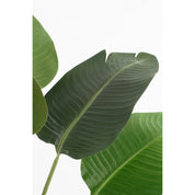 Artificial plant banana tree - H120 x Ø30 - Green