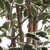 Artificial Ficus Plant - H150 x Ø75 cm - Green Variegated