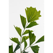 Fish tail Palm Artificial Plant in Pot - H150 x Ø100 cm - Green