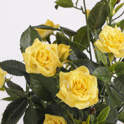 Artificial rose bush plant in Stan flower pot - H33 x Ø25 cm - Yellow