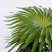 Palmier artificiel en pot Stan - H 40 x Ø 35 cm - Vert
