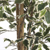 Ficus artificiel - H180 x Ø90 cm - Vert panaché