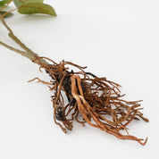 Artificial Eucalyptus Plant - L12 x W28 x H64 cm - Green