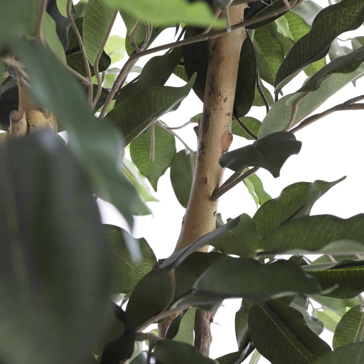 Artificial Ficus Plant - H150 x Ø85 cm - Green
