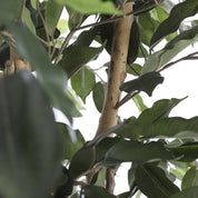 Artificial Ficus Plant - H150 x Ø85 cm - Green