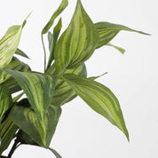 Artificial Hosta Plant in Flower Pot Stan - H65 x Ø40 cm - Green