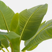 Artificial Banana Tree in Pot - H155 x Ø90 cm - Green