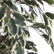 Artificial Ficus Plant - H110 x Ø70 cm - Green Variegated