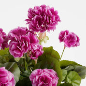 Géranium artificiel en jardinière - L 29 x l 13 x H 40 cm - Violet