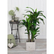 Dracaena Artificial Plant - H110 x Ø60 cm