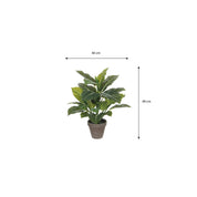 Evergreen Artificial Plant in Flower Pot Stan - H49 x Ø40 cm - Green