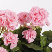 Artificial Geranium Plant in Balcony Planter - L29 x W13 x H40 cm - Pink