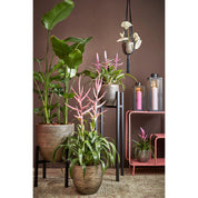 Ascot Plant Stand XL - L46 x W46 x H40 cm - Metal - Black
