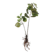 Artificial Eucalyptus Plant - L12 x W28 x H64 cm - Green