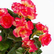 Artificial Begonia Plant in Flower Pot Stan - H37 x Ø36 cm - Dark Pink