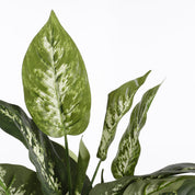 Kunstplant in Bloempot Stan - H70 x Ø55 cm - Groen