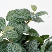 Fittonia Kunsthangplant - L15 x B20 x H54 cm - Groen