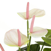 Anthurium Artificial Plant in Stan Flower Pot - H40 x Ø30 cm - Light Pink