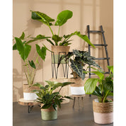 Blom Plant Stand - L25 x W25 x H38 cm - Metal - Black