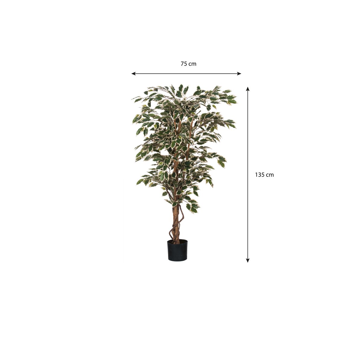 Artificial Ficus Plant - H150 x Ø75 cm - Green Variegated