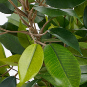 Ficus Natasja Artificial Plant in Stan Flower Pot - H40 x Ø30 cm - Green