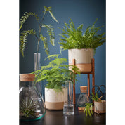 Emily Storage Jar - H25 x Ø23 cm - Recycled Glass - Transparent