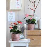 Artificial Anthurium Plant in Flower Pot Stan - H38 x Ø30 cm - Red