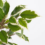 Ficus Natasja Kunstplant 