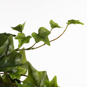 Hedera Kunstplant - H129 cm - Groen
