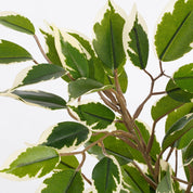 Ficus Natasja Kunstplant 