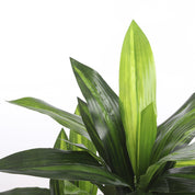 Dracaena Artificial Plant - H110 x Ø60 cm