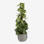 Jorck Plantenmand - Set van 3 - Grijs