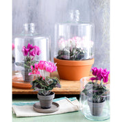 Artificial Cyclamen Plant in Flower Pot Stan - H30 x Ø30 cm - Dark Pink