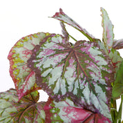 Artificial Begonia Plant in Flower Pot Stan - H40 x Ø38 cm - Red