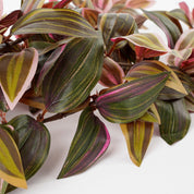 Tradescantia Künstliche Hängepflanze - L15 x B20 x H54 cm - Bordeaux