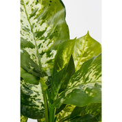 Dieffenbachia Kunstpflanze im Blumentopf Stan - H40 x Ø30 cm - Grün