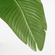 Artificial Banana Tree in Pot - H180 x Ø30 cm - Green