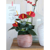 Artificial Anthurium Plant in Flower Pot Stan - H38 x Ø30 cm - Red