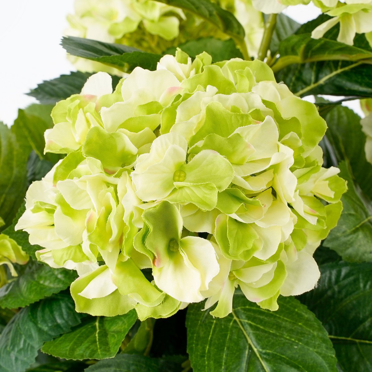 d3cbcd53-61cb-472b-8a5b-faf852fb533a_1200x1200_fill.jpg