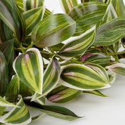 Tradescantia artificielle suspendue - L15 x l20 x H54 cm - Vert