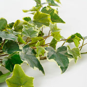 Hedera Artificial Hanging Plant - H71 cm - Green Variegated