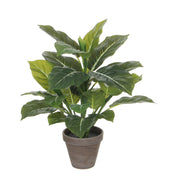 Evergreen Artificial Plant in Flower Pot Stan - H49 x Ø40 cm - Green