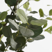 Artificial Eucalyptus Plant in Flower Pot - H95 x Ø55 cm - Green